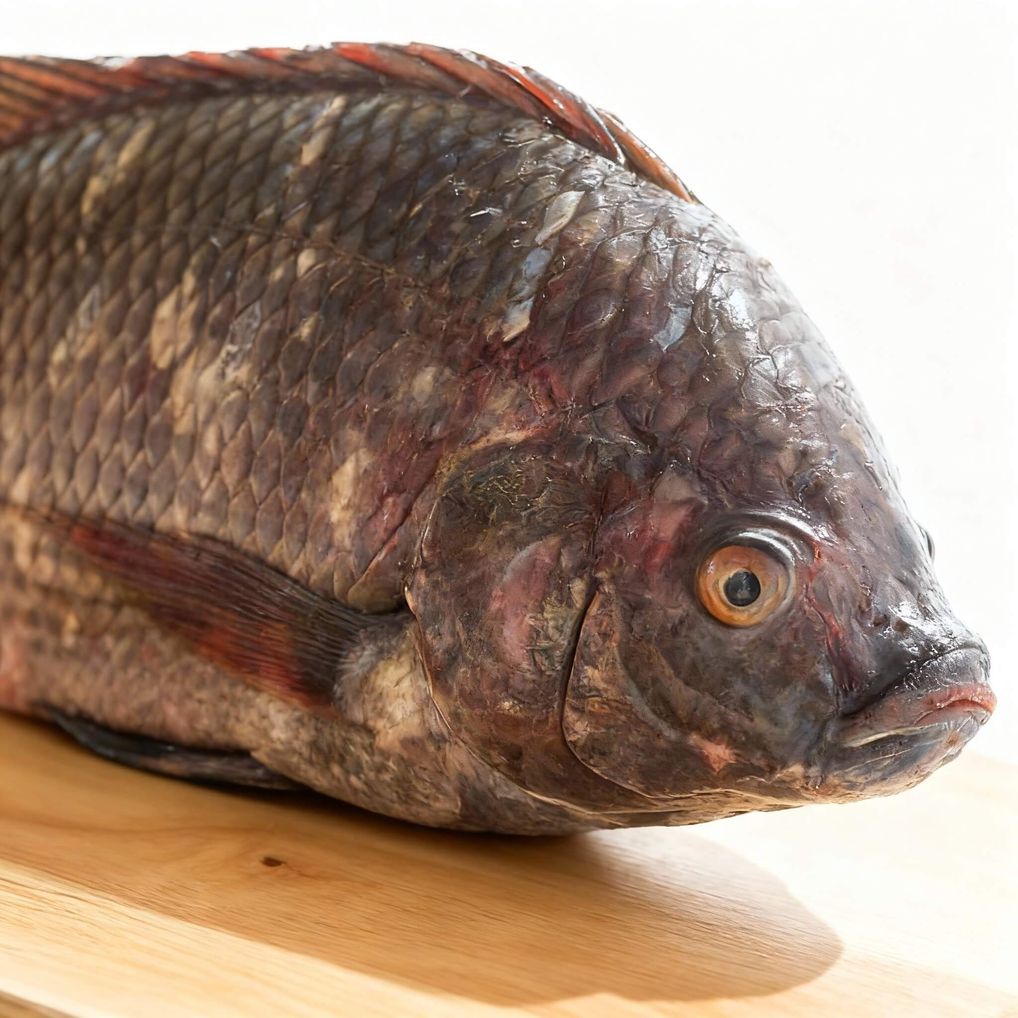 Tilapia Plateada